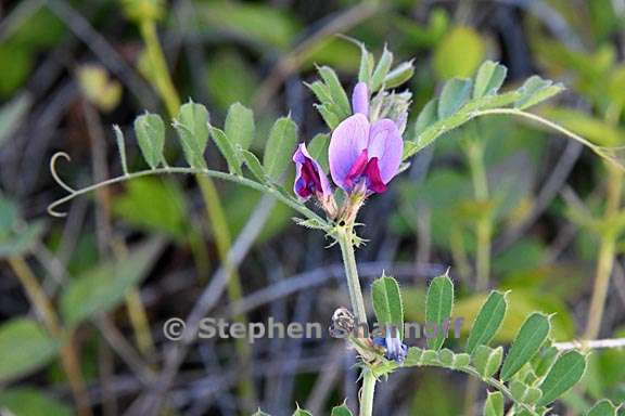 vicia sativa ssp sativa 2 graphic